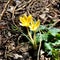 Crocus. Nice flower in the garden in spring time