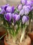 Crocus Pickwick has six-petaled, shimmering pale silver-lilac flowers with showy, dark lilac stripes, orange anthers