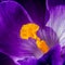 Crocus pistil, saffron flower