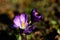 Crocus pistil, saffron flower, spring flowers