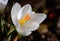 Crocus pistil, saffron flower, spring flowers