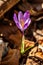 Crocus plant in all its beauty