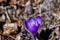 Crocus plant in all its beauty