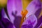 Crocus plant in all its beauty, close up