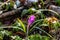 Crocus plant in the forest