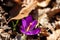 Crocus plant in the forest, macro