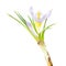 Crocus plant with light purple flower and green leaves isolated on white