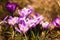 Crocus, plural crocuses or croci is a genus of flowering plants in the iris family. A bunch of crocuses, a meadow full