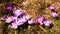 Crocus, plural crocuses or croci is a genus of flowering plants in the iris family. A bunch of crocuses, a meadow full of crocuses