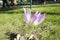 Crocus plural: crocuses or croci is a genus of flowering plants in the iris family. A single crocus. Crocus on the green grass.