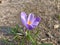 Crocus (plural: crocuses or croci) is a genus of seasonal flowering plants