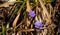 Crocus pulchellus a beautiful violet flower growing in the woods