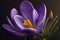 Crocus purple flower. AI Generated