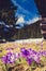 Crocus purple flowers blooming in mountains