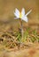 Crocus reticulatus