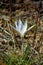 Crocus reticulatus. A perennial bulbous plant in the wild on the slopes