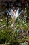 Crocus reticulatus. A perennial bulbous plant in the wild on the slopes