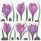 Crocus saffron flowers and leaves 01