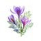 Crocus Saffron Translucent flowers bouquet isolated on white. Transparent spring leaves, purple watercolor flowers. Spring floral