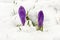 Crocus saffron violet blooms spring flowers snow