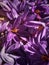 Crocus sativus blossoms