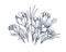 Crocus sativus, contoured flowers drawing in retro detailed style. Vintage outlined floral plant, blooming wildflowers