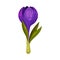 Crocus Sativus or Saffron Crocus Purple Flower on Green Stalk Vector Illustration