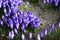 Crocus scepusiensis with deep violet flowers
