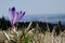 Crocus scepusiensis in Gorce Mountain