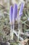 Crocus serotinus Autumn Crocus, Meadow Saffron lovely purple autumnal flower growing in mountain meadows
