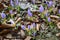 Crocus sieberi atticus with light violet flowers