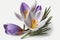 Crocus - These small and delicate flowers