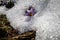 Crocus and snow in spring