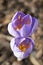 Crocus speciosus, Bieberstein`s crocus in bloom, autumn ornamental flower