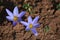 Crocus speciosus flower wild in Alborz mountains , Iran