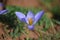 Crocus speciosus flower wild in Alborz mountains , Iran