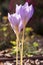 Crocus speciosus light violet purple flower