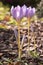 Crocus speciosus light violet purple flower