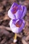 Crocus speciosus light violet purple flower