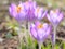 Crocus spring blooming violet flowers on Alpine meadow