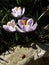 Crocus. Spring crocus with ladybug on sunlight art light. Unique color of spring crocus flower in garden. No post process