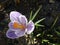 Crocus. Spring crocus on sunlight art light. Unique color of spring crocus flower in garden. No post process. Minzuhar