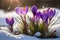 Crocus spring flower Growth In The Snow. Beautiful Floral wide panorama. Purple Crocus Iridaceae