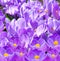 Crocus Spring Flowers