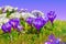 Crocus spring flowers. Blooming garden. White and violet blossom meadow