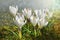 Crocus spring flowers. Booming garden. White and violet blossom meadow