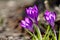 Crocus spring flowers in garden. Sunny time