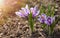 Crocus spring flowers in garden. Sunny time