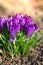 Crocus spring flowers in garden. Sunny time