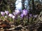 Crocus In Spring Forest